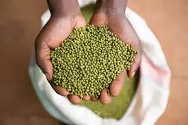 green grams (ndengu)4.webp