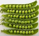 pigeon peas (mbaazi).webp