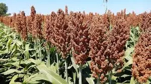 sorghum (mtama) plant 2.webp