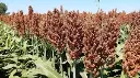 sorghum (mtama) plant 2.webp