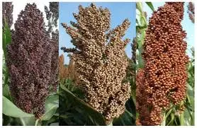 sorghum (mtama) plant.webp