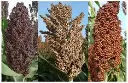 sorghum (mtama) plant.webp