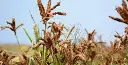 millet (wimbi [plant.webp