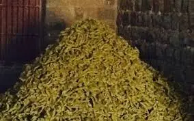 Cotton seed cake 3.webp