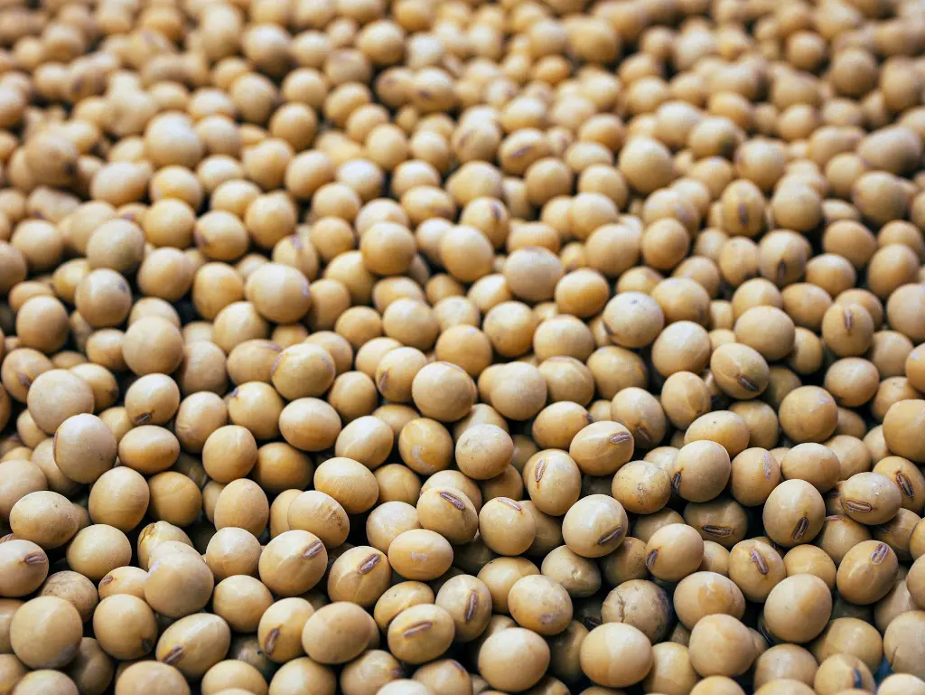 unsplash_AlqMN9ub3Aw_soya beans.webp