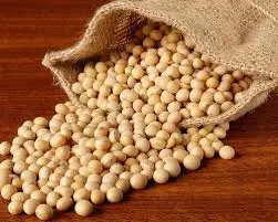 Soya Beans 2.webp