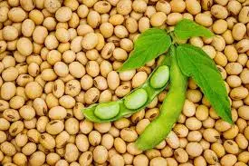 Soya beans